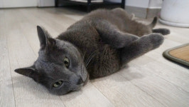 개엄빠·냥집사·식집사…우리, ‘반려’가 되기까지[반려시대, 누구랑 사세요?①]