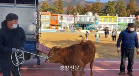 “저에게 송아지가 생겼어요” 47년 이어온 ‘송아지 장학금’…