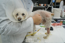 늘 아이 같은 네가 늙고 아플 줄은 몰랐어[반려시대, 누구랑 사세요?③]
