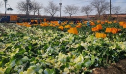 일손 부족 농촌, 외국인 노동자 ‘하루씩 고용’…나주·고흥서 ‘공공형 계절근로’ 운영