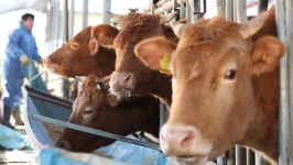 ‘쭉쭉’ 빠지는 소값···그런데 늘어난 한우 사육량 왜