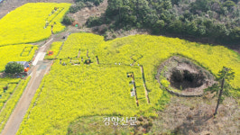 유채꽃밭 사이 ‘제주 숨골’…2공항에 묻힐까[현장화보]