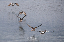 유채꽃밭 사이 ‘제주 숨골’…2공항에 묻힐까[현장화보]