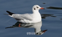 “너는 어디서 왔니?” 갈색머리갈매기 국내 미기록종 제주에서 관찰