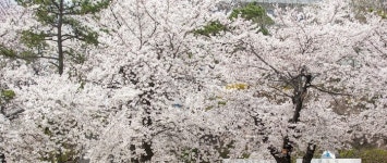 벚꽃, 경기도선 3월 말 안성 서운산부터 개화할 듯