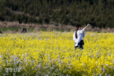 노란 봄 위로 날리는 하얀 봄…제주엔 봄이 절정[정동길 옆 사진관]