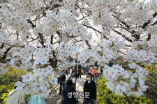 흐드러진 봄꽃 보며 얼굴엔 ‘웃음꽃’…여의도 벚꽃 인파 [정동길 옆 사진관]