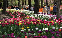 그래도 봄 봄 봄[정동길 옆 사진관]