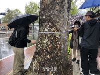 그들이 서울 시내 가로수 1500그루를 기록하는 이유