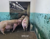 홍준표, 대구도축장 폐쇄에…경북 양돈농가 “대안도 없이, 다 죽으란 얘기냐”[현장에서]