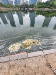 송도 중앙공원 호수에 부유물 ‘둥둥’…인천시·인천경제청 ‘팔짱’
