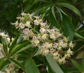 ‘꿀벌 대량 실종’ 막을 수 있는 가로수 찾아냈다…어떤 나무?