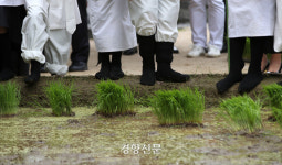 ‘모 심는 고사리손’…서울 도심서 손모내기 체험[정동길 옆 사진관]
