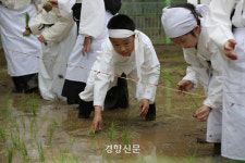 ‘모 심는 고사리손’…서울 도심서 손모내기 체험[정동길 옆 사진관]