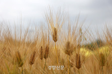 금빛 파도 일렁이는 보리밭[정동길 옆 사진관]