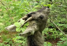 풍력발전 예정지, 산양이 없다고요?