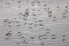 한강까지 몰려온 민물가마우지…유해야생동물 될까[현장 화보]