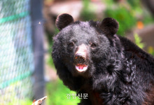 흙·물·풀·꽃 세상으로…‘곰곰곰곰 곰이 왔어요~’[포토다큐]