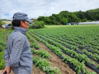 날씨 앱만 ‘5개’ 쓰는 사과 농가···‘농사 맞춤’ 기상 정보가 길잡이[기후적응②]