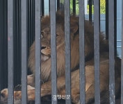 사람 나이로 100세···‘갈비 사자’ 청주동물원으로 이사 성공