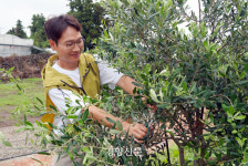 탐스럽게 주렁주렁  탐라 드림 무럭무럭[주식(酒食)탐구생활 ㉓]