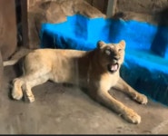 갈비뼈 사자 ‘바람이’ 떠난 부경동물원 사육장엔 4살 딸이 갇혔다