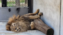 갈비뼈 사자 ‘바람이’ 떠난 부경동물원 사육장엔 4살 딸이 갇혔다
