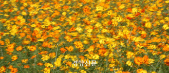 ‘가을을 재촉하듯’… 백로 앞두고 만개한 황화 코스모스[정동길 옆 사진관]