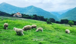 ‘양떼목장’ ‘프로방스’ ‘섬티아고’ 한국 속 ‘유럽’…전남에 이런 곳이!