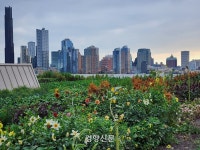 기후재난 막기 위해 빌딩 숲 꼭대기를 녹색으로 바꾸는 뉴욕[기후위기적응 해외는, 지금]
