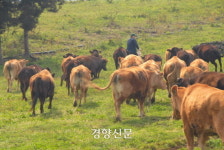 제주 고유 목축문화 ‘마을공동목장’ 개발로 빠르게 사라진다