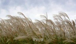 억새풀 사이로 오는 가을 [정동길 옆 사진관]