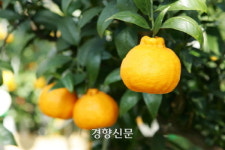 제주 ‘한라봉’ 출하 전 품질 검사로 이미지 ‘업’