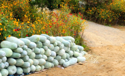 포포·차요테·금화규?…요즘 ‘뜨는’ 이색 작물 이야기