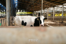 [르포]안 오를 재간 없는 우윳값, 떠나는 소비자···낙농업이 기운다