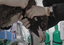 올해 충남 야생동물 2469마리 구조됐는데, 대구는 왜 20마리만?