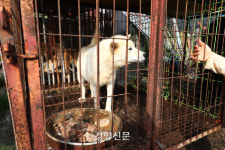 국민 100명 중 93명 “개고기 안 먹겠다”…‘개 식용 의식조사’ 결과