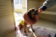 법 통과만으론 끝이 아니다…‘개 식용 금지’ 이후 남은 것