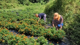 “아직 꽃다운 청춘인걸유”…충남 금산군 ‘꽃 할배·할매 카페’ 가보니