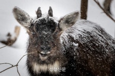 [사설] 설악산 케이블카로 악화될 산양의 서식환경, 보호대책 시급하다