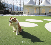 반려동물 동반여행···어디로 가고 싶냥? 충주로 떠나보개!