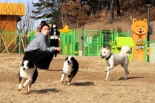 “완전 신나개∼” 대구 도심 ‘공공형 반려견 놀이터’ 가봤니?