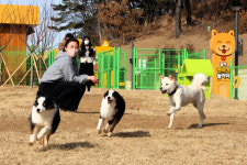 목줄 풀고 ‘우다다’…전국 곳곳 ‘강아지 놀이터’