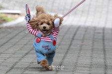 “완전 신나개∼”···전국 곳곳 확산되는 ‘반려동물 공공 공간’