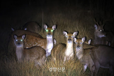 Naver search result photo 1