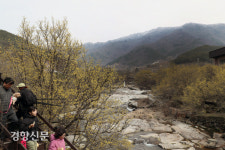 만개한 산수유꽃 너머로 펼쳐진 지리산 설경[경향포토]