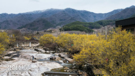 눈덮인 만복대, 만개한 산수유[경향포토]