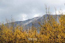 “OO는 추워도 그 향기를 팔지 않는다”…남도에 그 꽃이 피었다