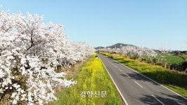 유채꽃·벚꽃이 어우러진 그림같은 길에서 ‘서귀포 유채꽃축제’