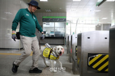 ‘명령 불복종’도 배운다···시각장애인 안내견 도심 훈련 동행기